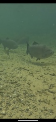 Piaractus brachypomus