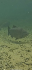 Piaractus brachypomus