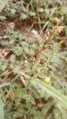 Poaceae