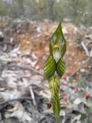 Pterostylis plumosa