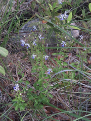 Trichostema arizonicum