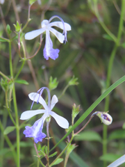 Trichostema arizonicum