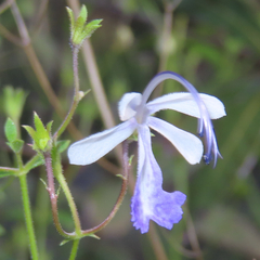 Trichostema arizonicum