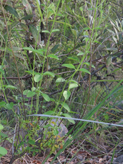 Trichostema arizonicum