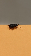 Otiorhynchus
