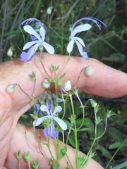 Trichostema arizonicum