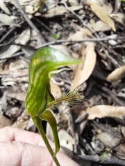 Pterostylis plumosa