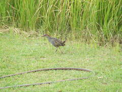 Gallirallus philippensis