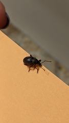 Otiorhynchus