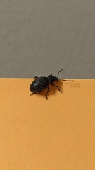 Otiorhynchus