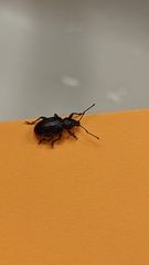 Otiorhynchus