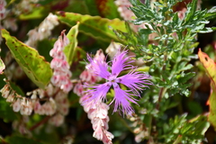 Dianthus pygmaeus