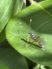 Xanthocryptus novozealandicus