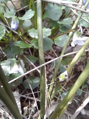 Viola sieberiana