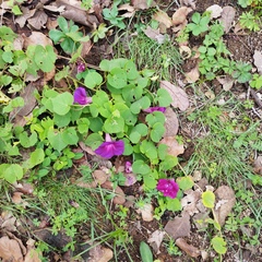 Ipomoea orizabensis