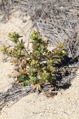 Potentilla biennis