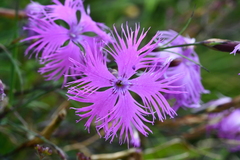 Dianthus pygmaeus