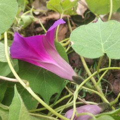Ipomoea orizabensis