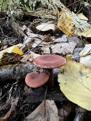 Cortinarius sanguineus