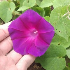Ipomoea orizabensis