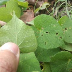Ipomoea orizabensis