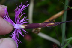 Dianthus pygmaeus