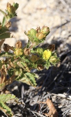 Potentilla biennis