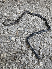 Masticophis lateralis