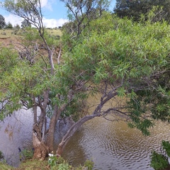 Barkleyanthus salicifolius
