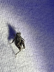 Paratettix mexicanus