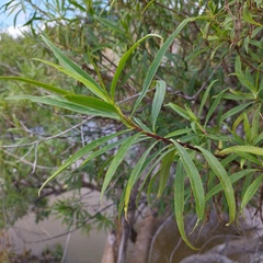 Barkleyanthus salicifolius