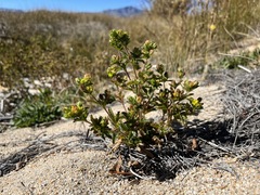 Potentilla biennis