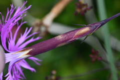 Dianthus pygmaeus