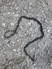 Masticophis lateralis