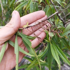 Barkleyanthus salicifolius