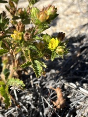 Potentilla biennis