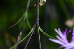 Dianthus pygmaeus