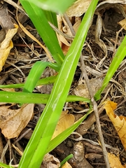 Ophiomyia kwansonis