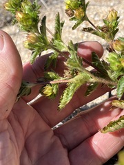 Potentilla biennis