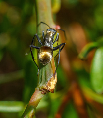 Polyrhachis ammon