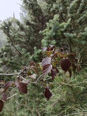 Viburnum betulifolium