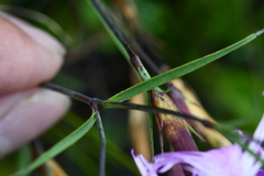 Dianthus pygmaeus