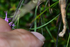 Dianthus pygmaeus
