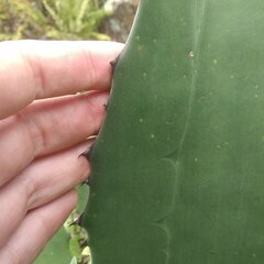 Agave salmiana