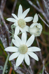 Actinotus helianthi