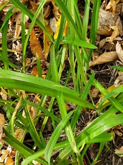 Ophiomyia kwansonis