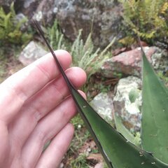 Agave salmiana