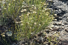 Porophyllum scoparium