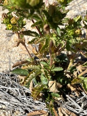Potentilla biennis
