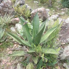 Agave salmiana